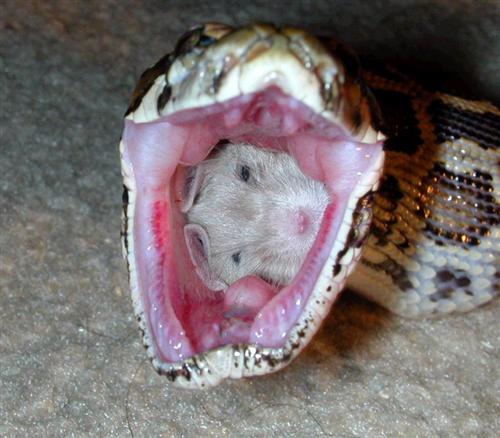 Snake Bar